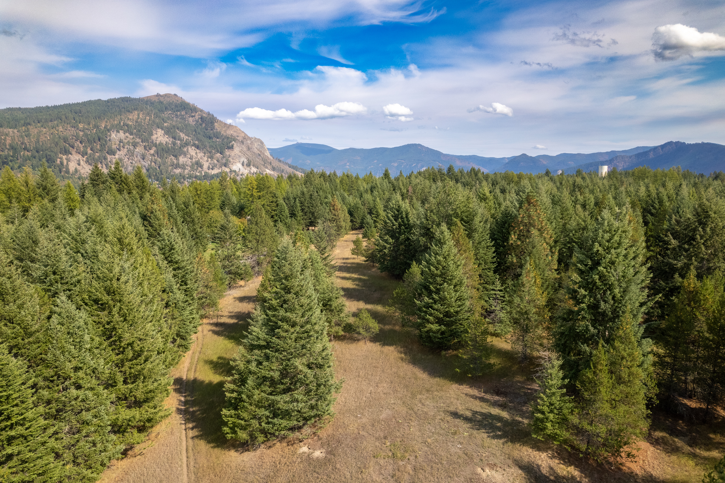 Bayview forest clearing toward the peak — Jeremy Kitchen